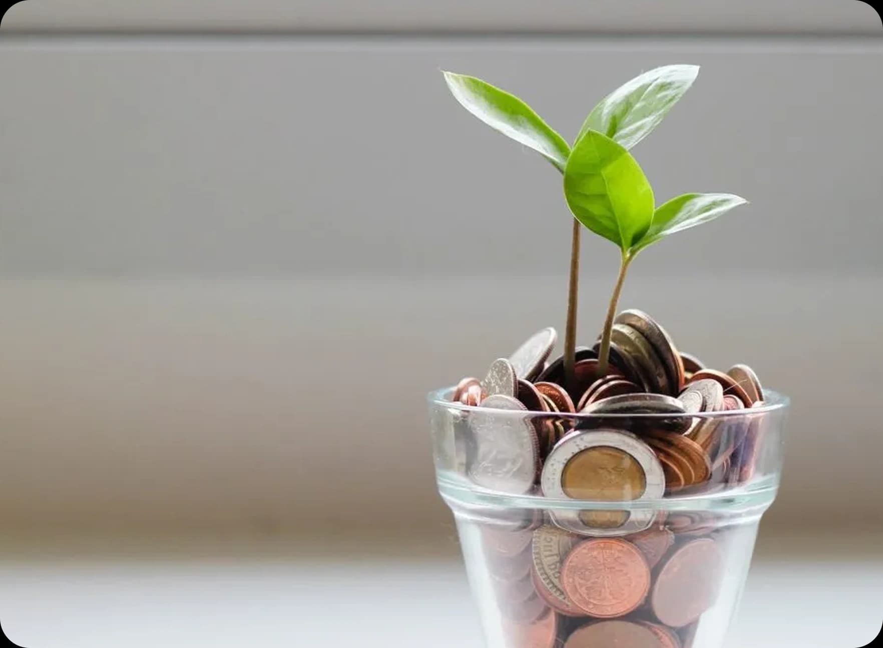 https://assert.ibank.com.kh/uploads/2026/01/potted-plants.webp